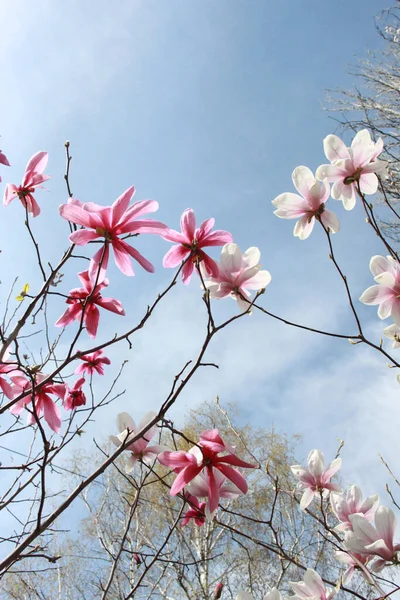 Κλείσιμο Των Λουλουδιών Μανόλιας Που Ανθίζουν Στο Δέντρο Την Άνοιξη — Φωτογραφία Αρχείου