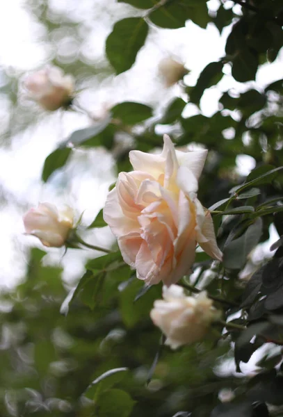 Крупним Планом Краси Квітучі Троянди Фон Природи Вітальної Листівки — стокове фото