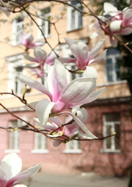 Närbild Magnolia Blommor Blommar Vid Trädet Vårsäsongen — Stockfoto