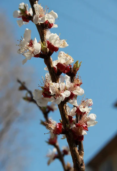 Bloeiende Kersenboom Bloesem Close Schot — Stockfoto