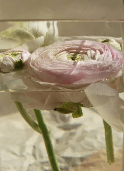 Fresca Flor Brote Ranúnculo Rosa Grande Decoración Del Hogar Casa — Foto de Stock