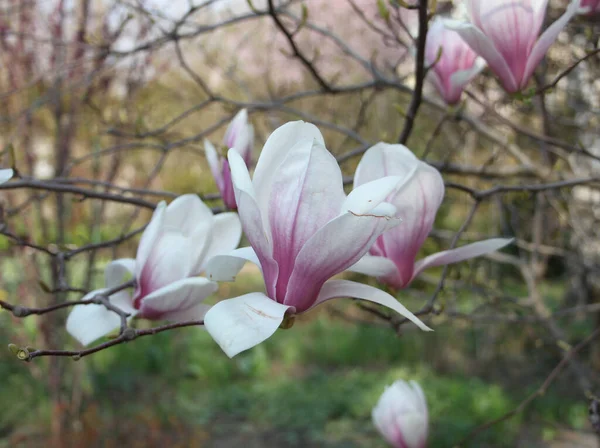 Close Van Magnolia Bloemen Bloeien Bij Boom Het Voorjaar — Stockfoto