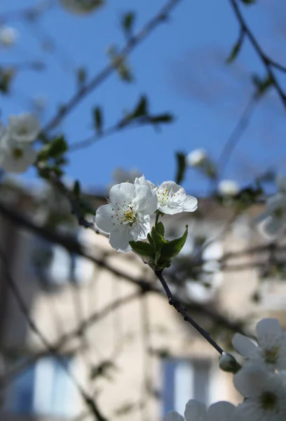 Primo Piano Fiori Magnolia Che Fioriscono Albero Durante Stagione Primavera — Foto Stock