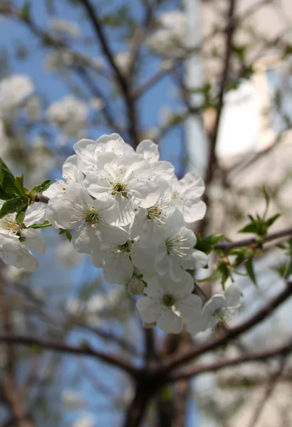 桜の花を閉じるショットを開花 — ストック写真