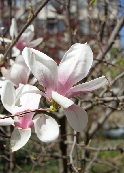 Primer Plano Magnolia Flores Que Florecen Árbol Temporada Primavera —  Fotos de Stock