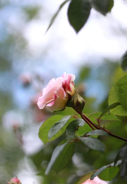 Крупним Планом Краси Квітучі Троянди Фон Природи Вітальної Листівки — стокове фото