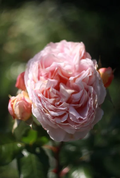 Närbild Blommande Vårblommor — Stockfoto