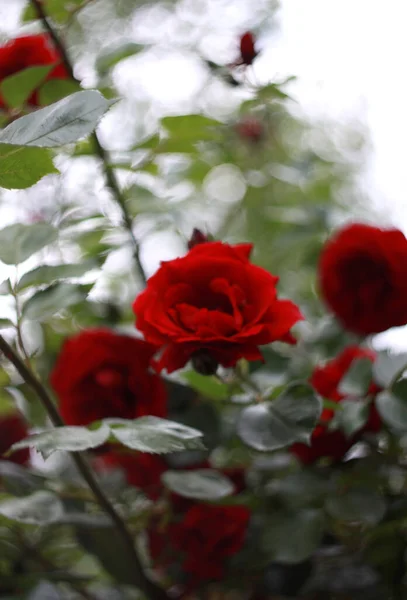 Nahaufnahme Von Schönheit Blühenden Rosen Natur Hintergrund Für Grußkarte — Stockfoto