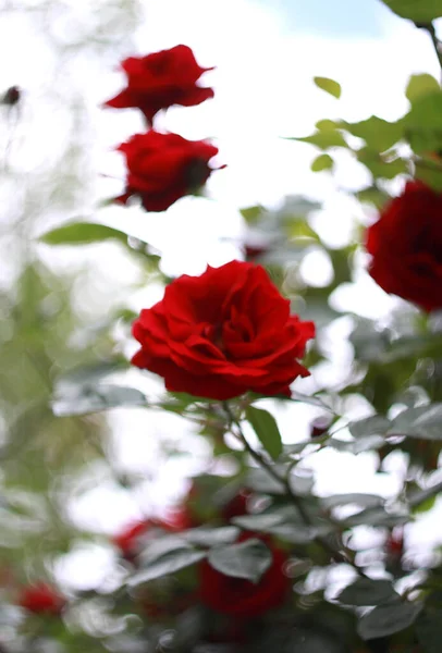 Nahaufnahme Von Schönheit Blühenden Rosen Natur Hintergrund Für Grußkarte — Stockfoto
