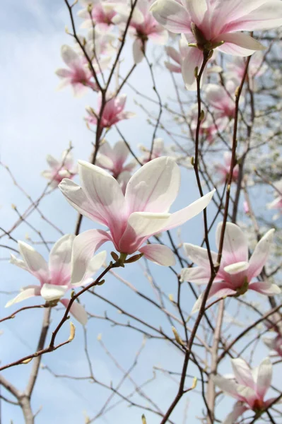 Primer Plano Magnolia Flores Que Florecen Árbol Temporada Primavera — Foto de Stock