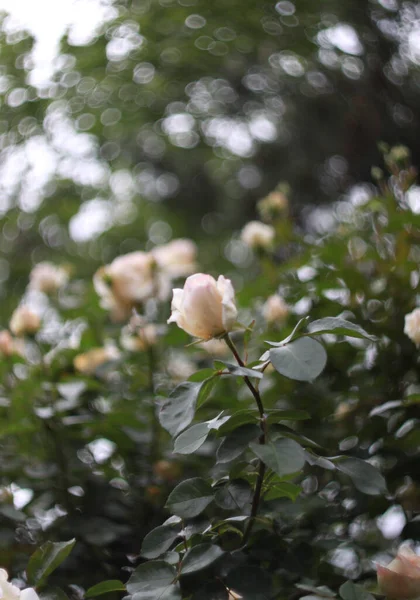 Closeup Beauty Blossoming Roses Nature Background Greeting Card — Stock Photo, Image