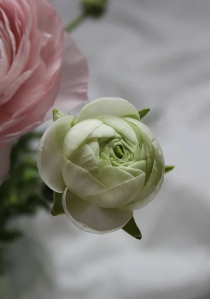 Свіжа Велика Рожева Квітка Бутоньєрка Домашніх Умовах — стокове фото