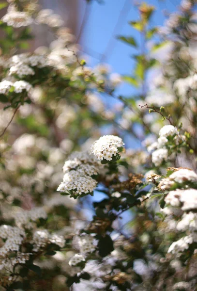 Closeup Blossoming Spring Bushes Daytime — Stock Photo, Image