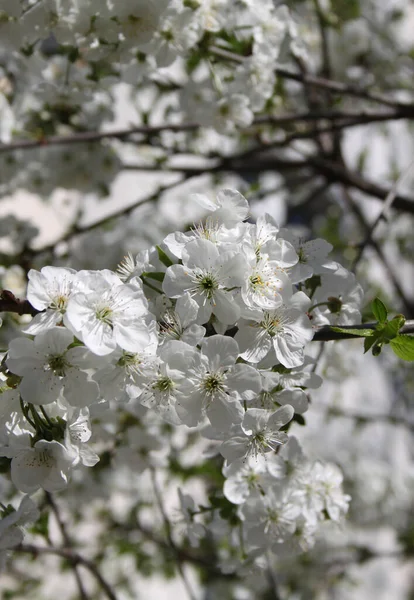 Virágzó Cseresznyefa Virágzás Közelkép Lövés — Stock Fotó