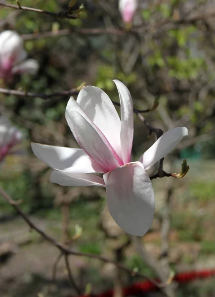 Close Van Magnolia Bloemen Bloeien Bij Boom Het Voorjaar — Stockfoto