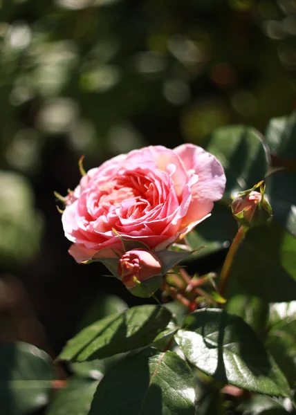 Närbild Skönhet Blommande Rosor Natur Bakgrund För Gratulationskort — Stockfoto