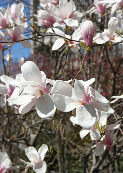 Primer Plano Magnolia Flores Que Florecen Árbol Temporada Primavera —  Fotos de Stock