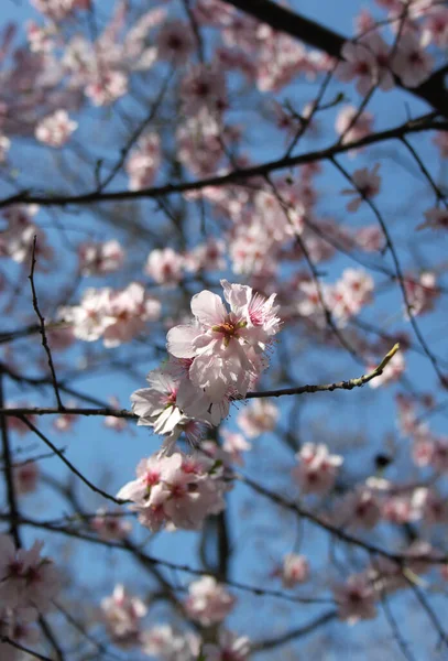 Fioritura Albero Ciliegio Primo Piano Colpo — Foto Stock