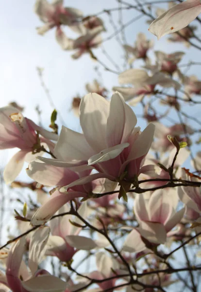 Κλείσιμο Των Λουλουδιών Μανόλιας Που Ανθίζουν Στο Δέντρο Την Άνοιξη — Φωτογραφία Αρχείου