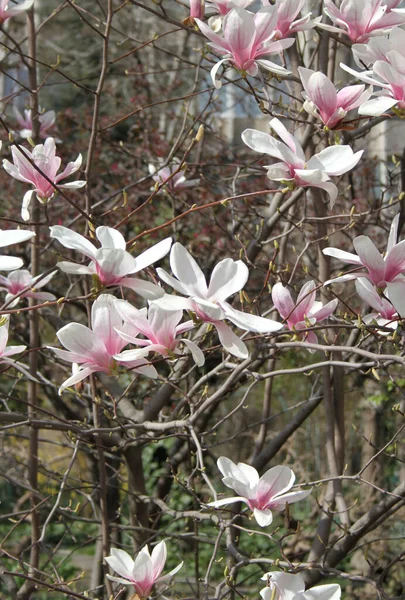 Großaufnahme Von Magnolienblüten Die Zur Frühlingszeit Baum Blühen — Stockfoto