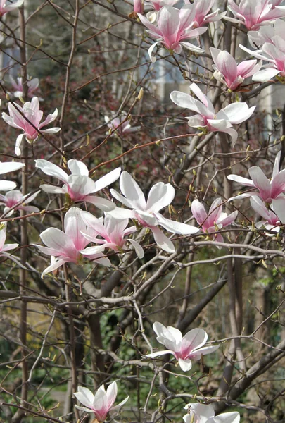 Zbliżenie Magnolii Kwiaty Kwitnące Drzewie Sezonie Wiosennym — Zdjęcie stockowe