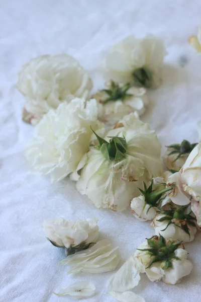 Närbild Skönhet Blommande Rosor Natur Bakgrund För Gratulationskort — Stockfoto