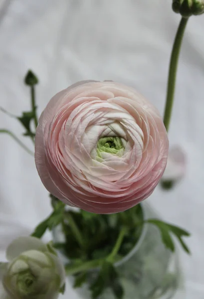 Färsk Stor Rosa Ranunkel Knopp Blomma Hemma Inredning — Stockfoto