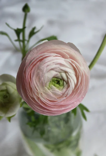 Evdeki Dekorda Taze Büyük Pembe Ranunculus Tomurcuğu — Stok fotoğraf