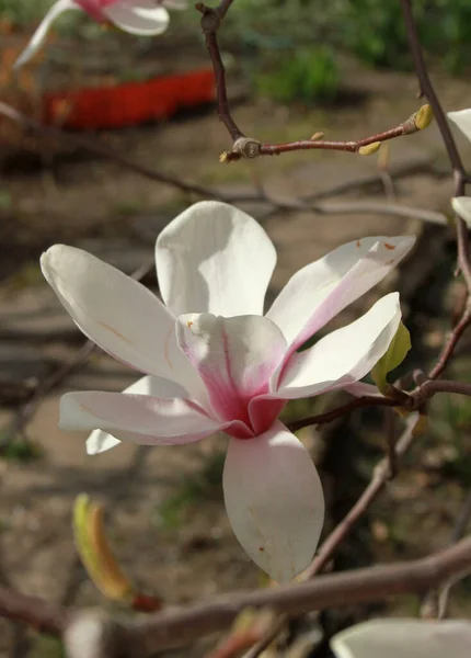 Closeup Magnolia Flowers Blooming Tree Spring Season — Stock Photo, Image