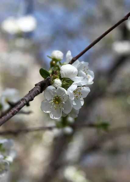 Blooming Cherry Tree Blossom Detailní Záběr — Stock fotografie