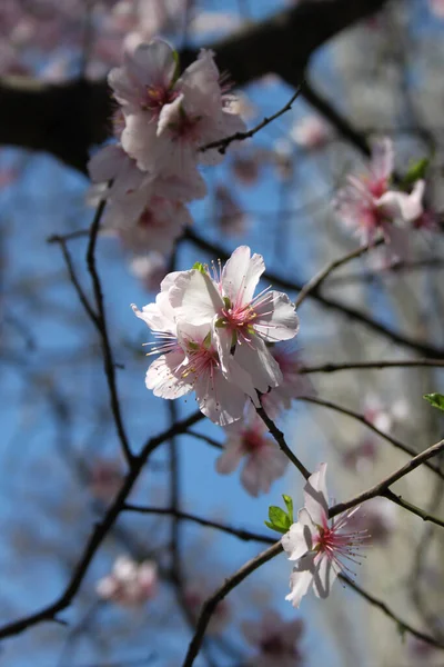 Blooming Cherry Tree Blossom Detailní Záběr — Stock fotografie