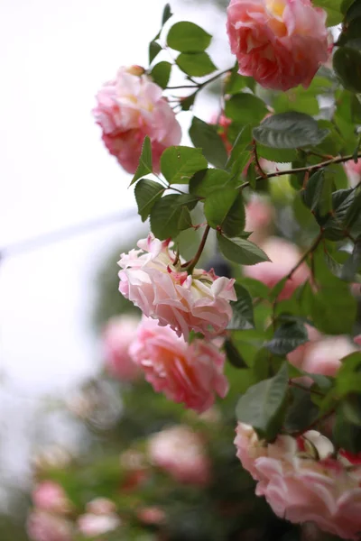 Närbild Blommande Vårblommor — Stockfoto