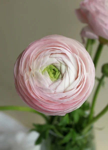 Friss Nagy Rózsaszín Ranunculus Bimbó Virág Otthon Dekoráció Otthon — Stock Fotó
