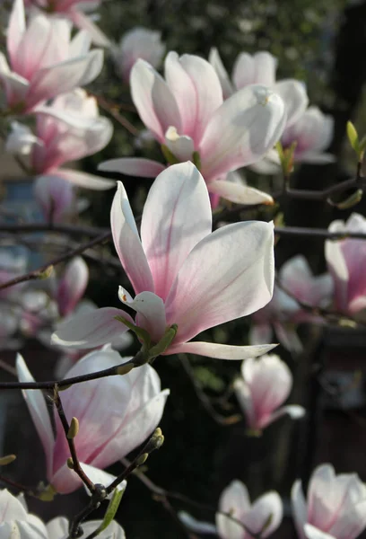 Zbliżenie Magnolii Kwiaty Kwitnące Drzewie Sezonie Wiosennym — Zdjęcie stockowe