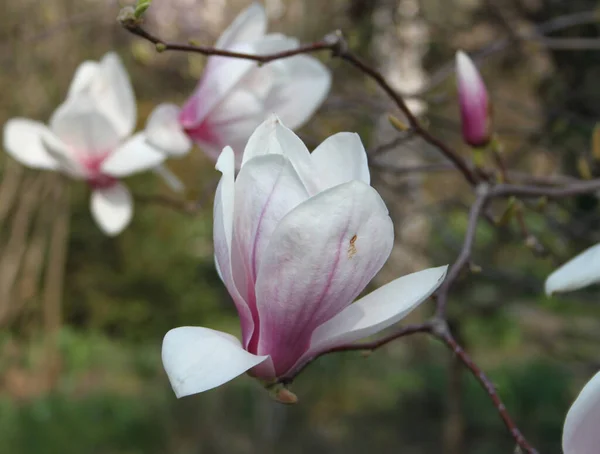Zbliżenie Magnolii Kwiaty Kwitnące Drzewie Sezonie Wiosennym — Zdjęcie stockowe