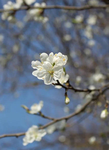 Primo Piano Fiori Magnolia Che Fioriscono Albero Durante Stagione Primavera — Foto Stock