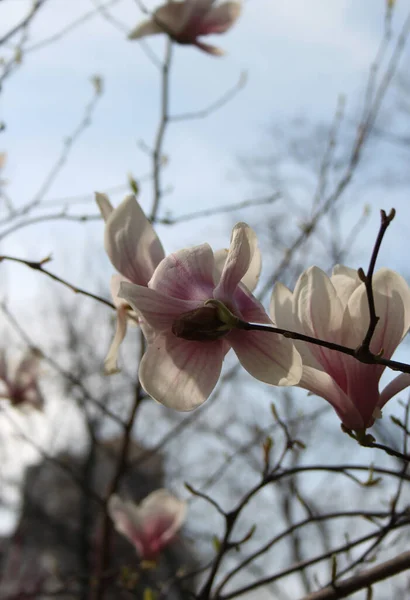 Closeup Magnolia Flowers Blooming Tree Spring Season — Stock Photo, Image