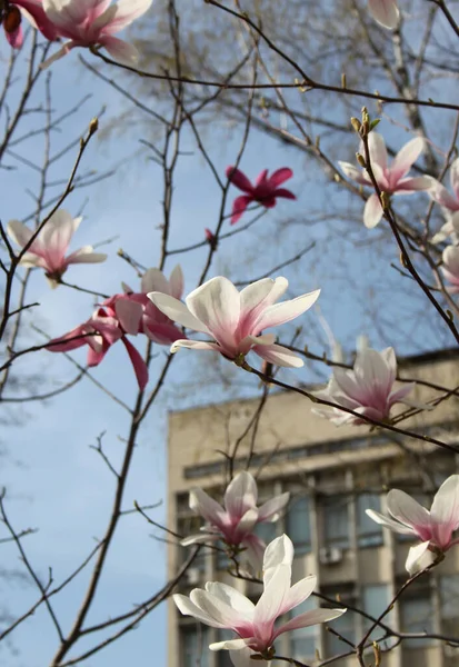 Zbliżenie Magnolii Kwiaty Kwitnące Drzewie Sezonie Wiosennym — Zdjęcie stockowe