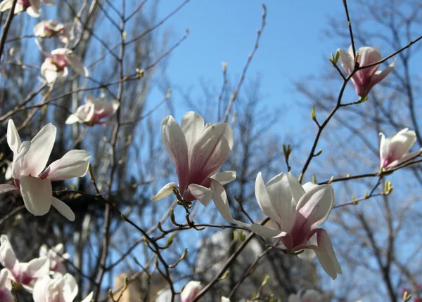 Primer Plano Magnolia Flores Que Florecen Árbol Temporada Primavera —  Fotos de Stock