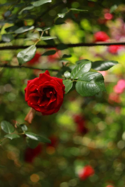 Çiçek Açan Güllerin Güzelliği Tebrik Kartı Için Doğa Arka Planı — Stok fotoğraf