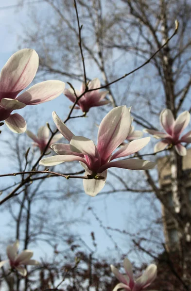 Primer Plano Magnolia Flores Que Florecen Árbol Temporada Primavera — Foto de Stock