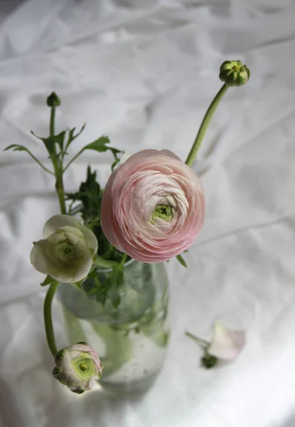 Fresca Flor Brote Ranúnculo Rosa Grande Decoración Del Hogar Casa — Foto de Stock