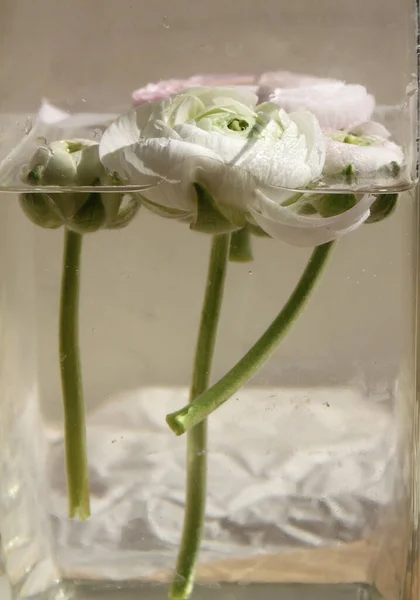 Fresca Flor Brote Ranúnculo Rosa Grande Decoración Del Hogar Casa — Foto de Stock