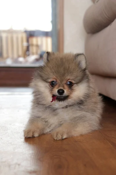 Closeup Shot Cute Puppy Home Interior — Stock Photo, Image