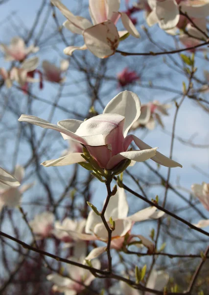 Gros Plan Fleurs Magnolia Fleurissant Arbre Printemps — Photo