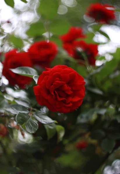 Closeup Beauty Blossoming Roses Nature Background Greeting Card — Stock Photo, Image