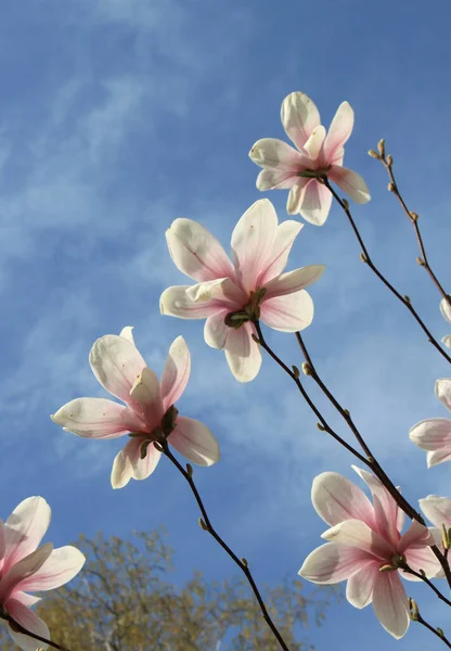 春には木に咲くモクレンの花を閉じる — ストック写真