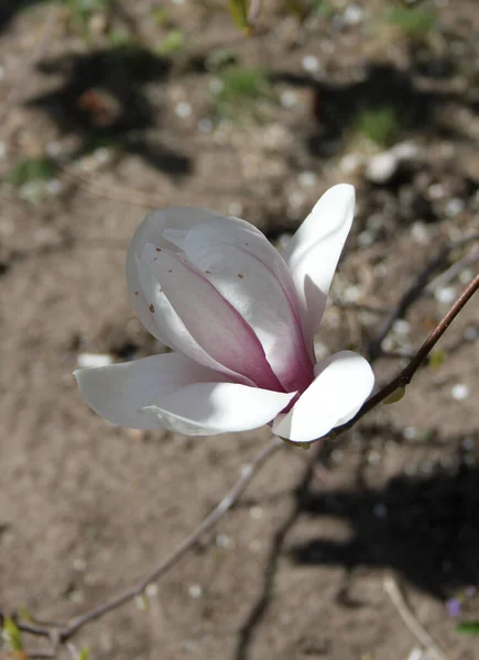 Zbliżenie Magnolii Kwiaty Kwitnące Drzewie Sezonie Wiosennym — Zdjęcie stockowe