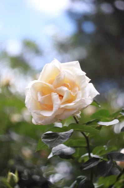 Primo Piano Bellezza Fioritura Rose Sfondo Naturale Biglietto Auguri — Foto Stock