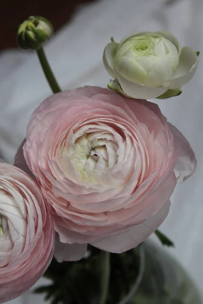 Färsk Stor Rosa Ranunkel Knopp Blomma Hemma Inredning — Stockfoto